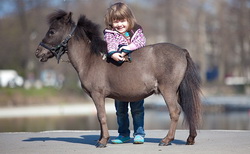 мир маленьких лошадей, туроператор мама тур